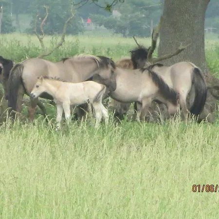 Apartamento Haus Kummer *