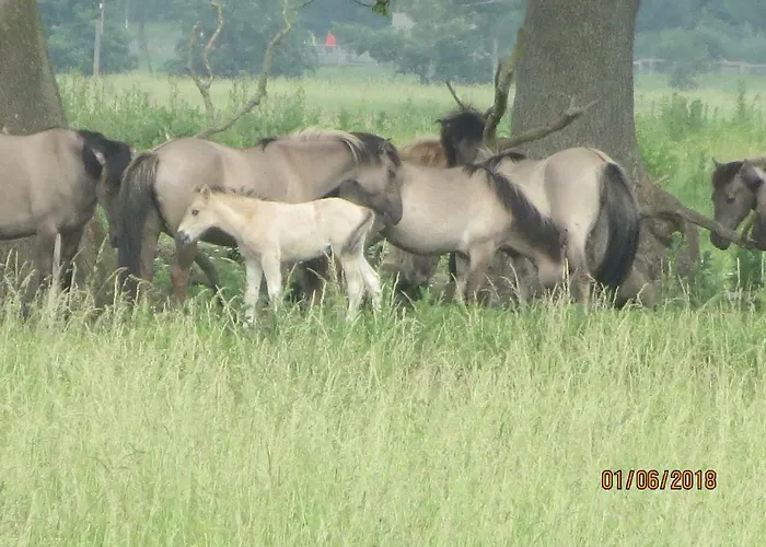 Apartamento Haus Kummer *